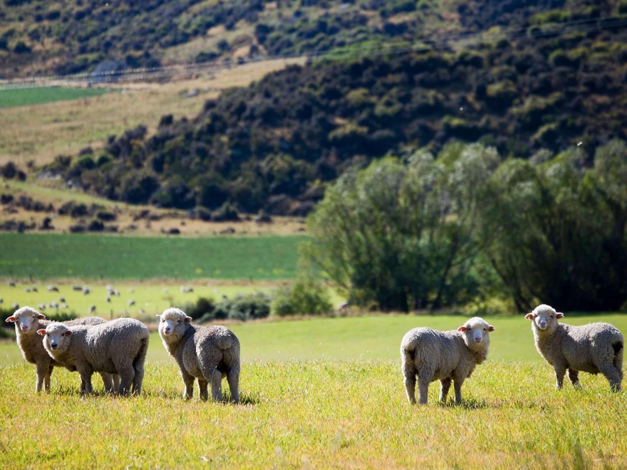 Hotel St Moritz Queenstown - Mgallery By Sofitel Extérieur photo Sheep in the Manawatu Gorge